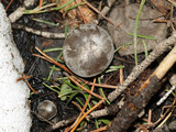 Clitocybe glacialis image