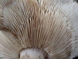 Tricholoma albobrunneum image