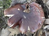 Tricholoma albobrunneum image