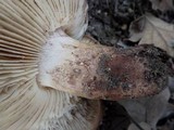 Tricholoma albobrunneum image