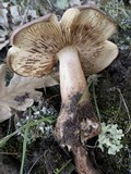 Tricholoma albobrunneum image