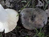 Russula cyanoxantha image
