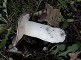 Russula cyanoxantha image