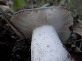 Russula cyanoxantha image