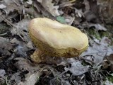 Boletus subtomentosus image