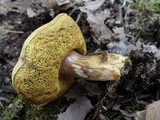 Boletus subtomentosus image