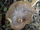 Boletus badius image