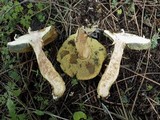 Boletus badius image