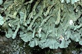 Flavoparmelia baltimorensis image