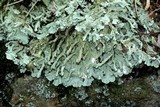 Flavoparmelia baltimorensis image