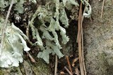Flavoparmelia baltimorensis image