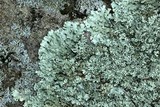 Xanthoparmelia angustiphylla image