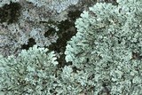 Xanthoparmelia angustiphylla image