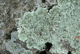 Xanthoparmelia angustiphylla image
