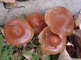 Hypholoma ericaeum image
