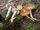 Hypholoma ericaeum image