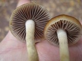 Hypholoma ericaeum image