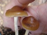 Hypholoma ericaeum image