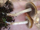Hypholoma ericaeum image