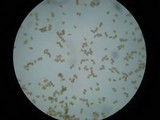 Hypholoma ericaeum image