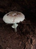 Amanita citrina var. lavendula image