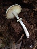 Amanita citrina var. lavendula image