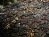 Nectria cosmariospora image