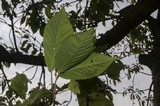 Tubaria vinicolor image