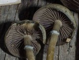 Psilocybe stuntzii image