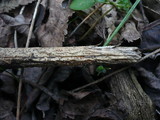 Nectria decora image