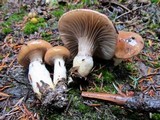 Gomphidius glutinosus image