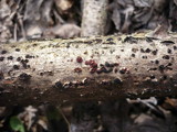 Nectria episphaeria image
