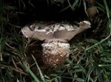 Agaricus bitorquis image