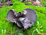 Sarcodon fuscoindicus image
