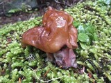 Gyromitra infula image