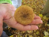 Armillaria gallica image
