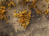 Caloplaca trachyphylla image