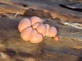 Lycogala epidendrum image