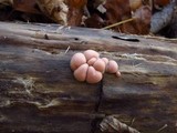 Lycogala epidendrum image