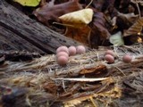 Lycogala epidendrum image