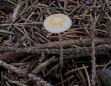Mycena crocea image