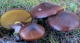 Suillus luteus image