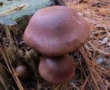 Tricholomopsis rutilans image