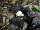 Asterophora lycoperdoides image