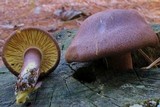 Tricholomopsis rutilans image