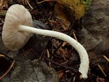 Pluteus tomentosulus image
