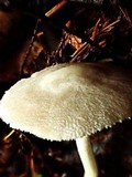 Pluteus tomentosulus image