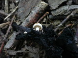 Asterophora lycoperdoides image
