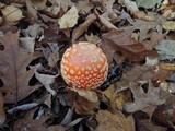 Amanita chrysoblema image
