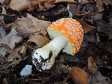 Amanita chrysoblema image